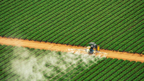 Wasp Removal Services in Lumber City, GA