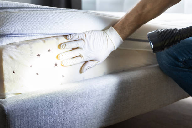 Best Flea Control Services  in Lumber City, GA