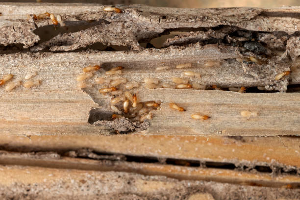 Best Residential Pest Control  in Lumber City, GA